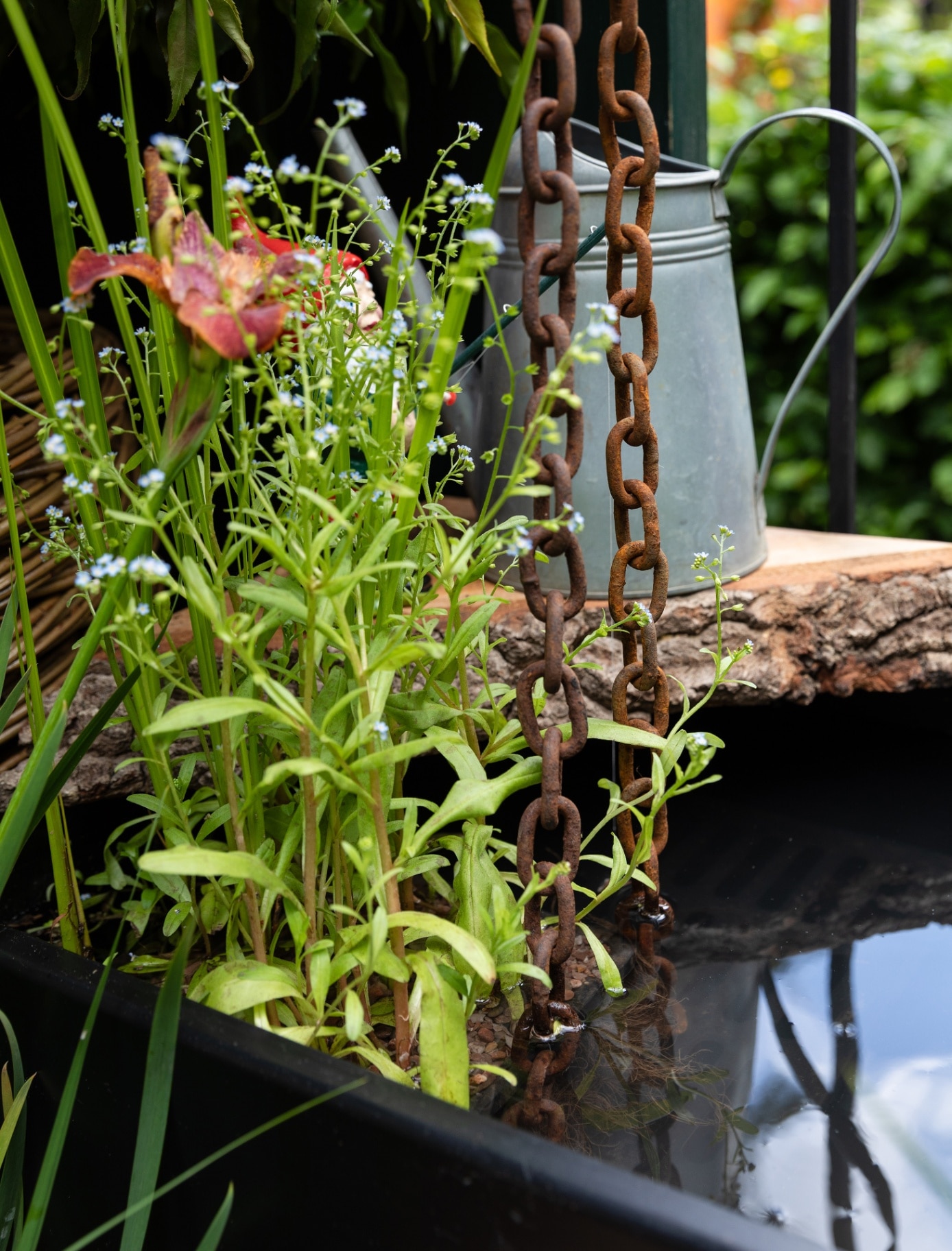 a pond with green plants growing in it and a ledge with a silver metal watering can with a rusty chain hanging in front of it