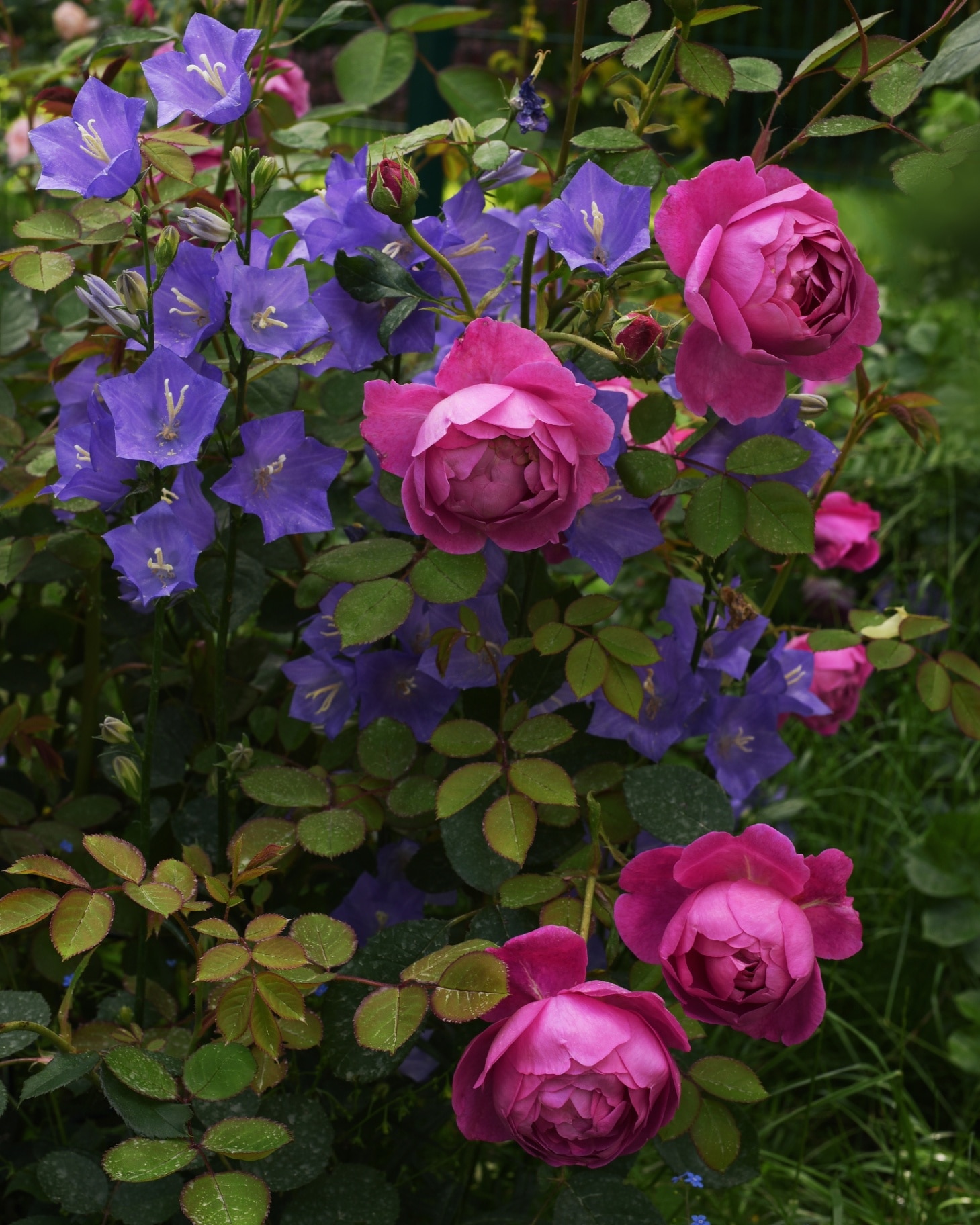 a shrub rose with pink roses and a plant with purple flowers behind it