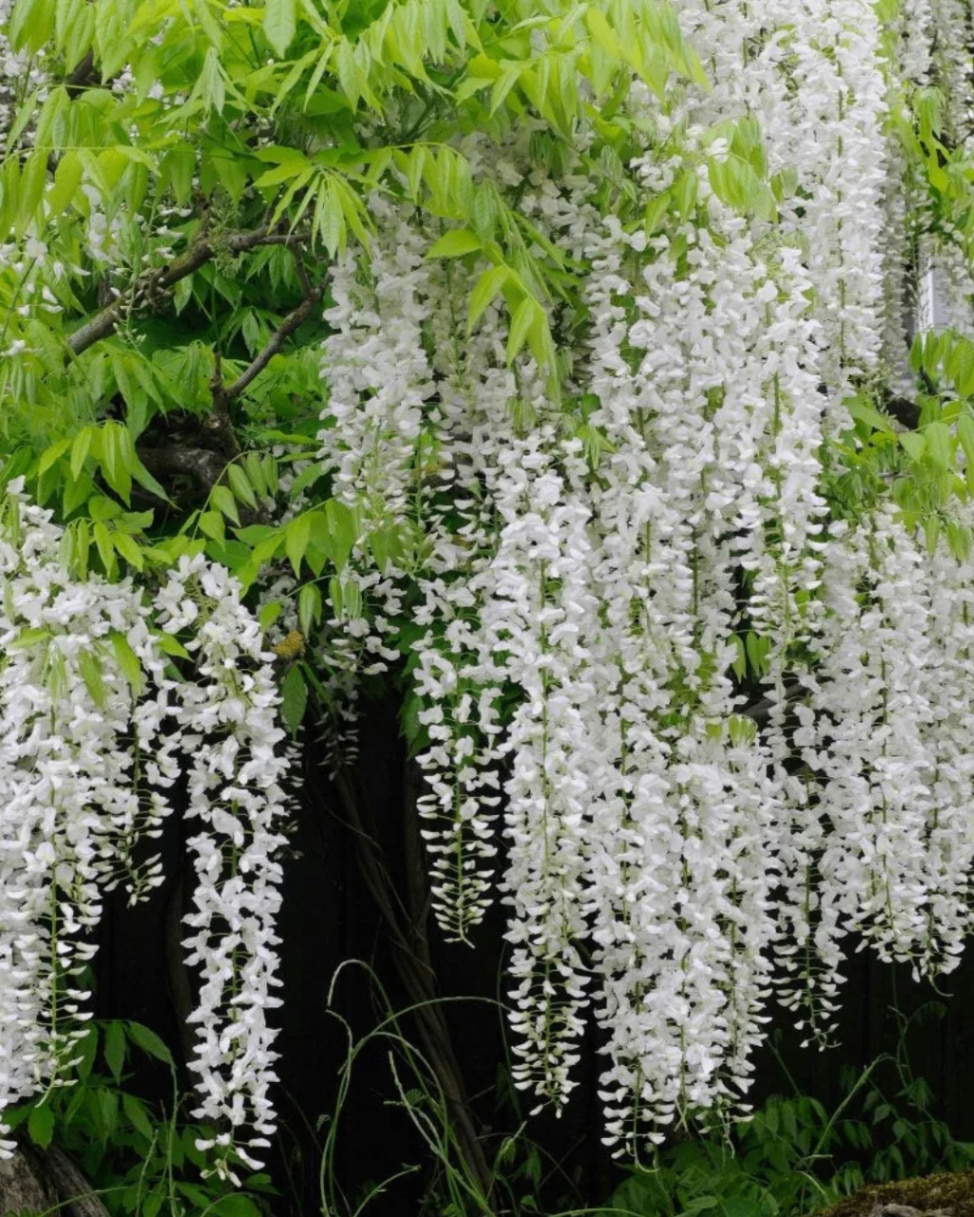 W. floribunda f. alba ‘Shiro-noda’ waterfall flowers 