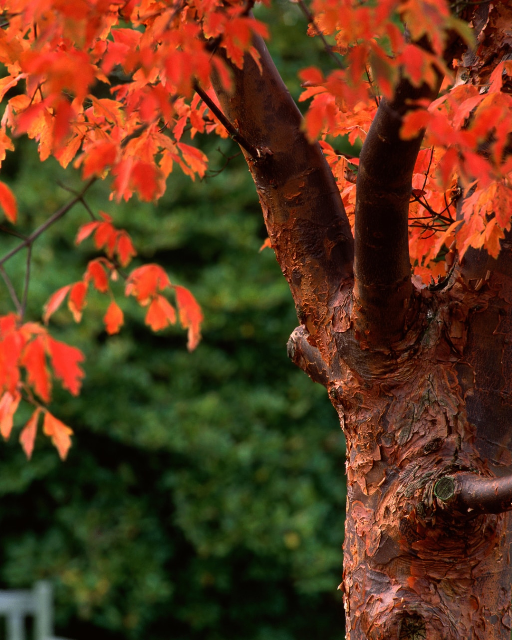 Acer griseum in the park 
