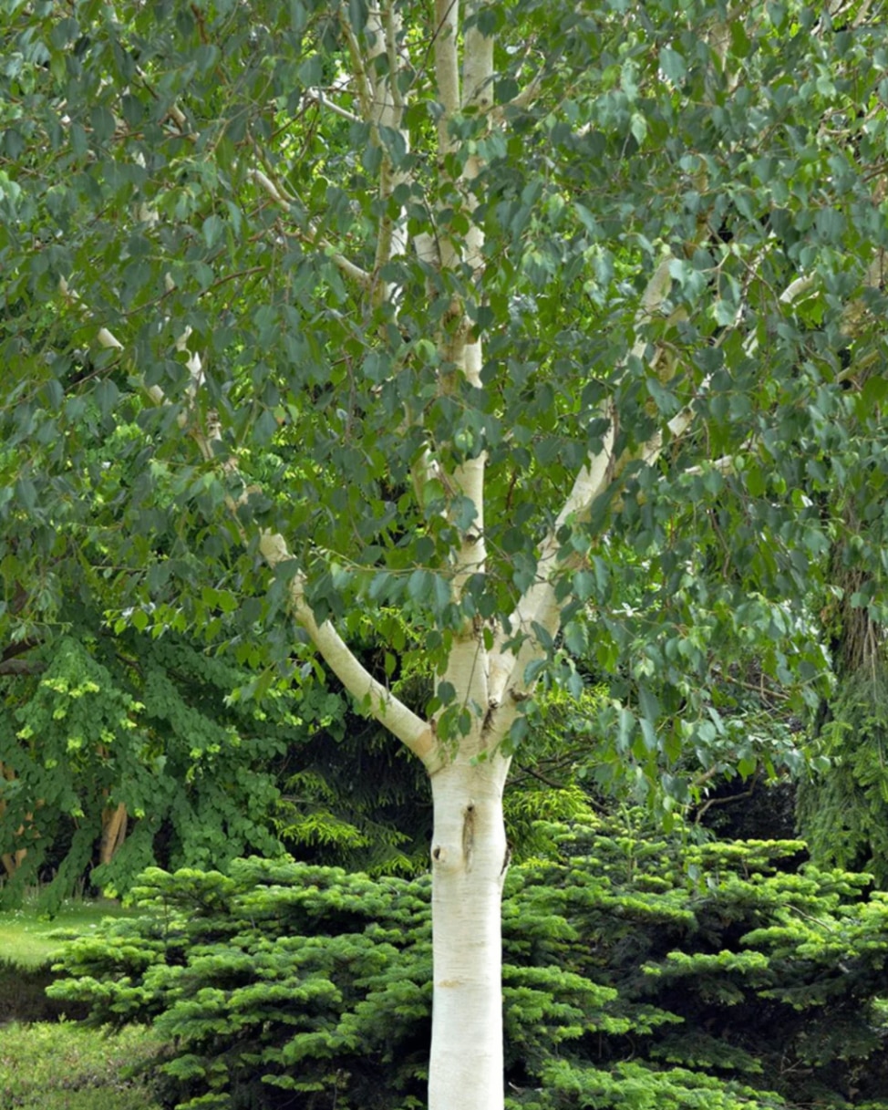 Betula utilis var. jacquemontii ‘Grayswood Ghost’ in the park