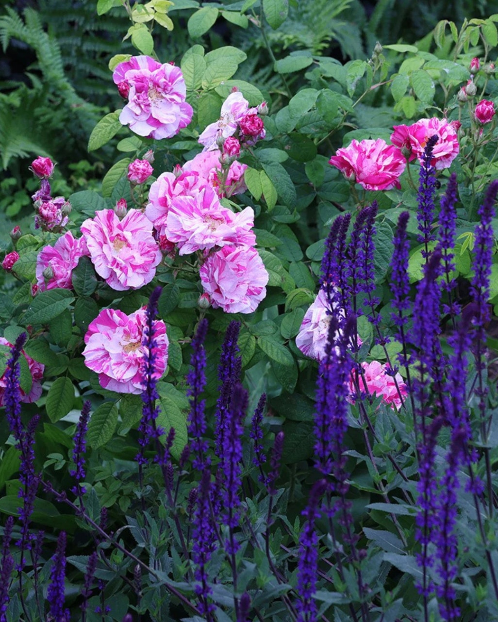 Rosa mundi 