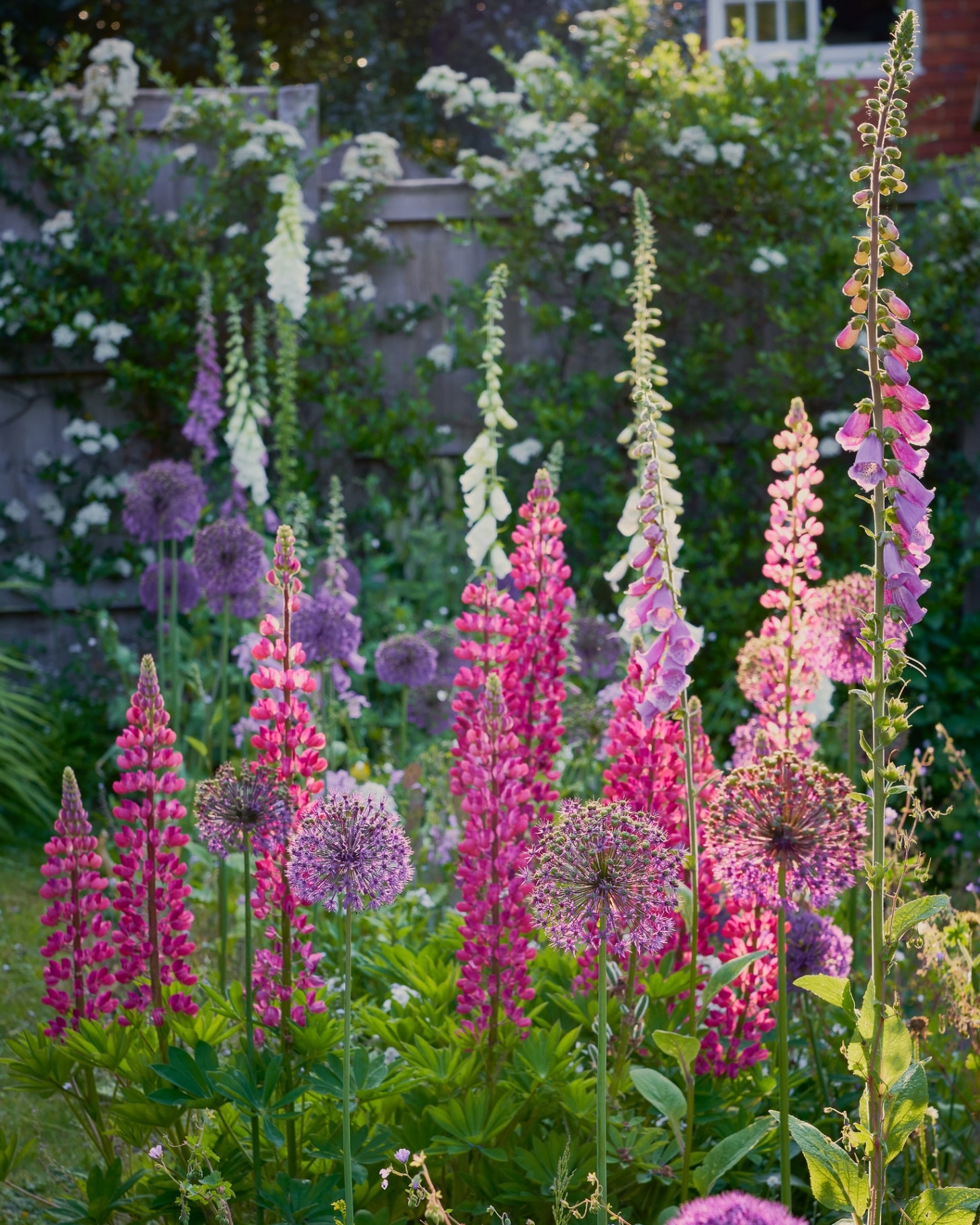 English Country Garden with tall pink and purple cottage garden plants