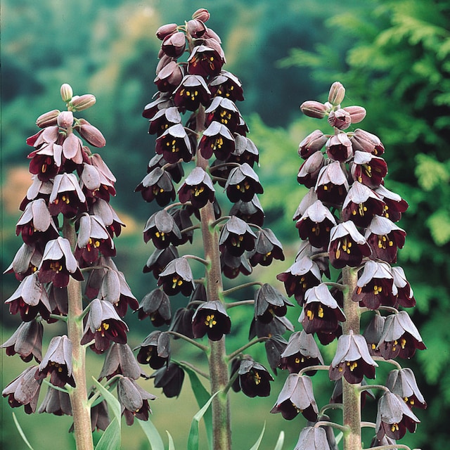 Fritillaria persica