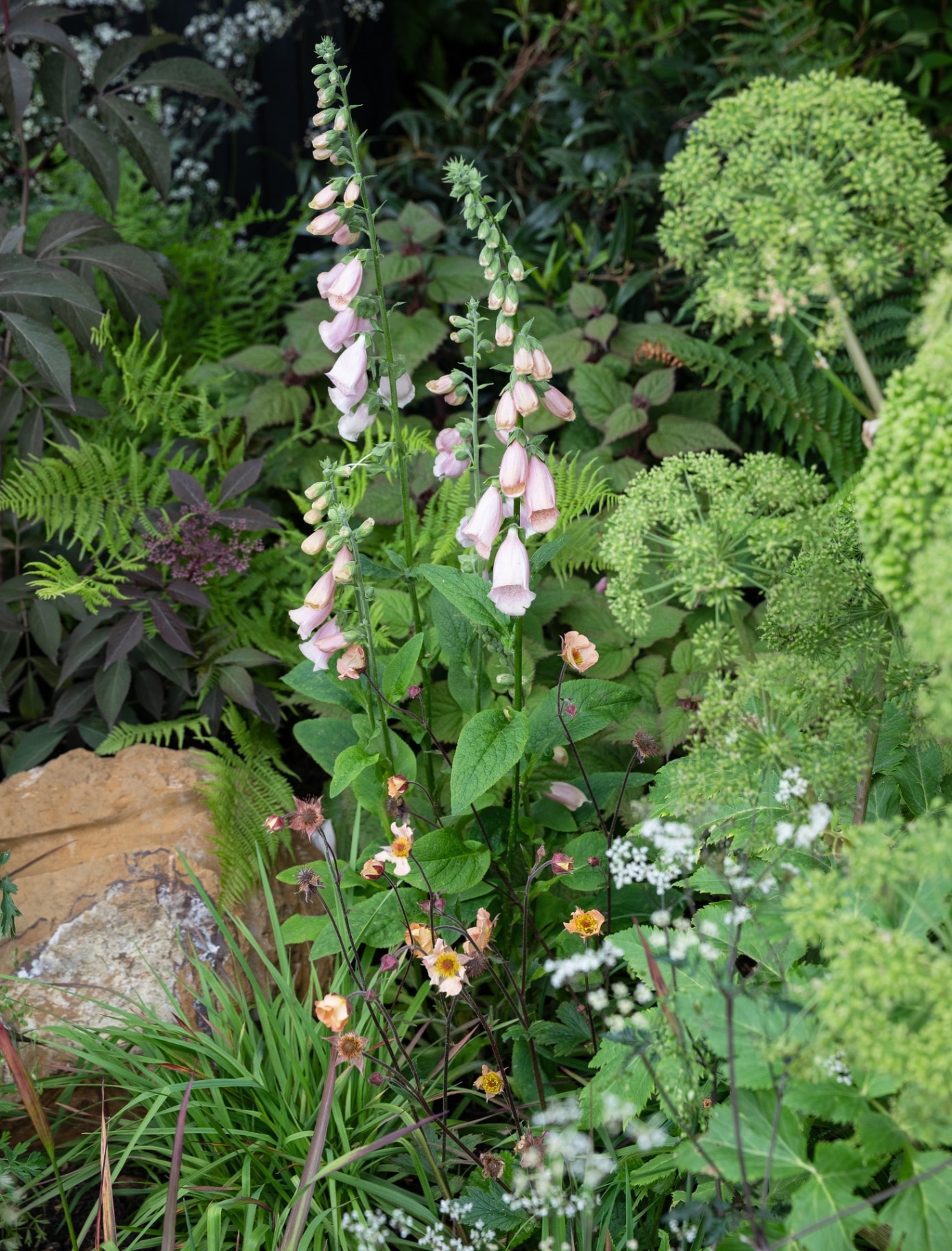 green plants and shrubs and tall pale pink flowers