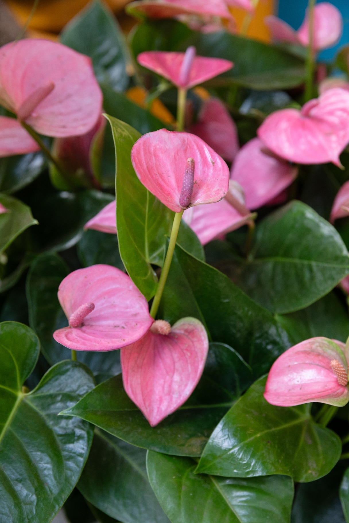 Anthuriums featured in the Heliotropic Carousel 