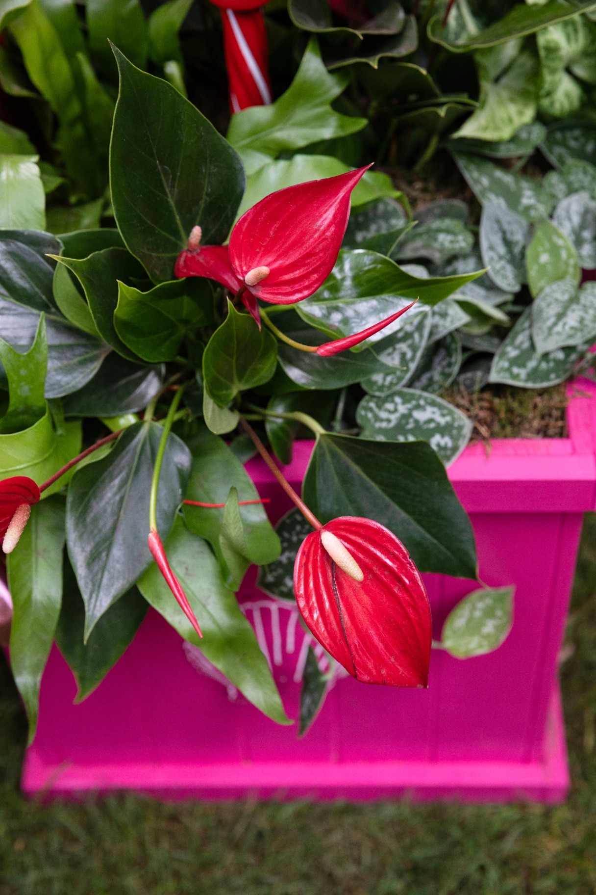 Anthurium featured in the 'Lovehoney presents: Aphrodite’s Hothouse'