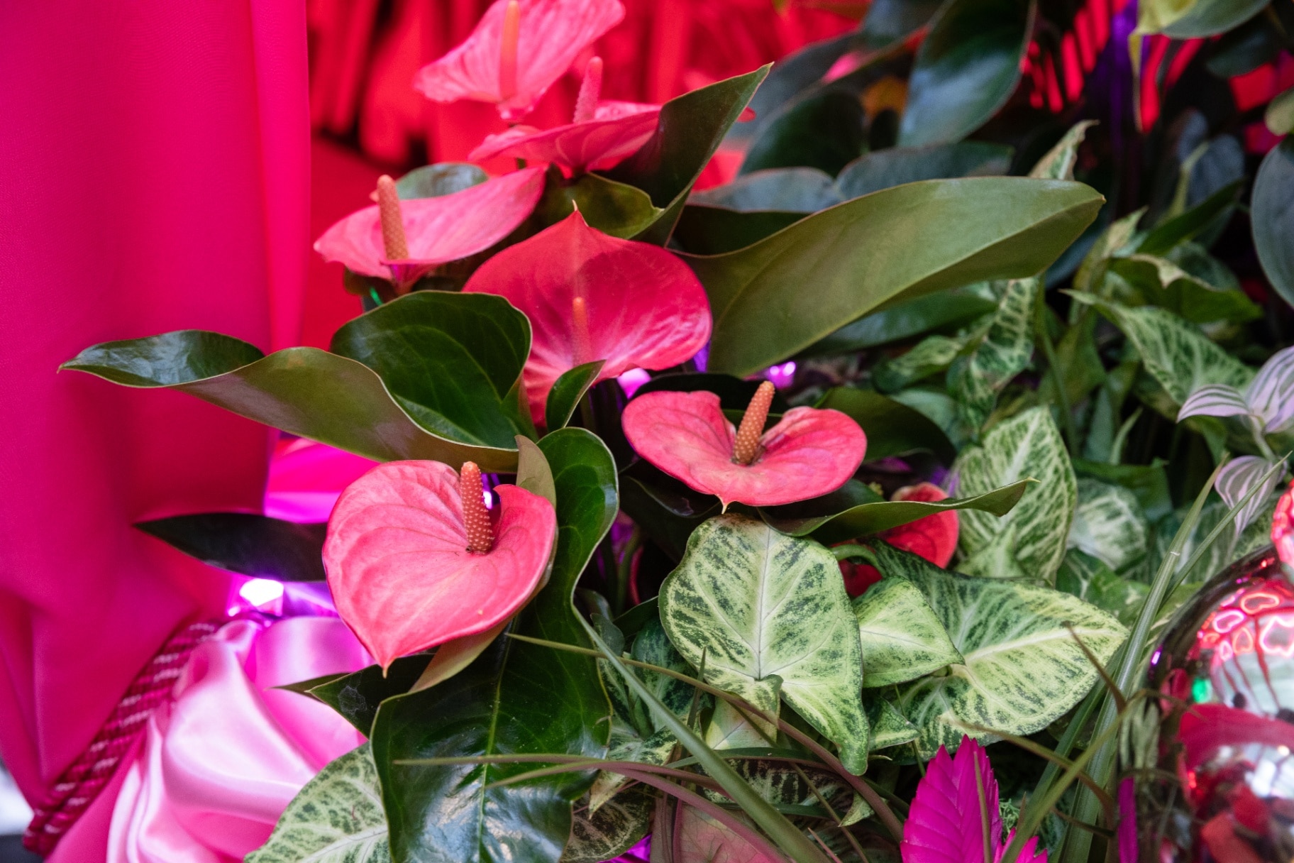 Anthurium at the houseplant studio