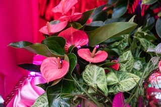 Anthurium at the houseplant studio