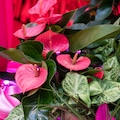 Anthurium at the houseplant studio