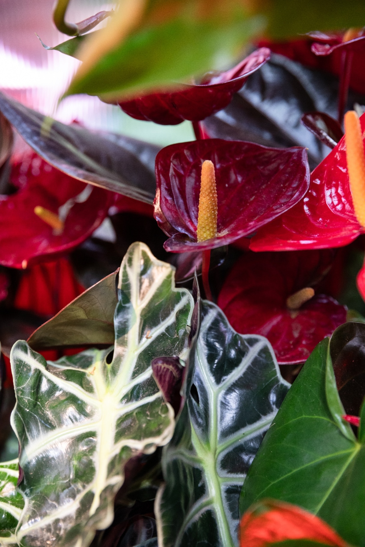 Anthuriums featured in the Heliotropic Carousel 
