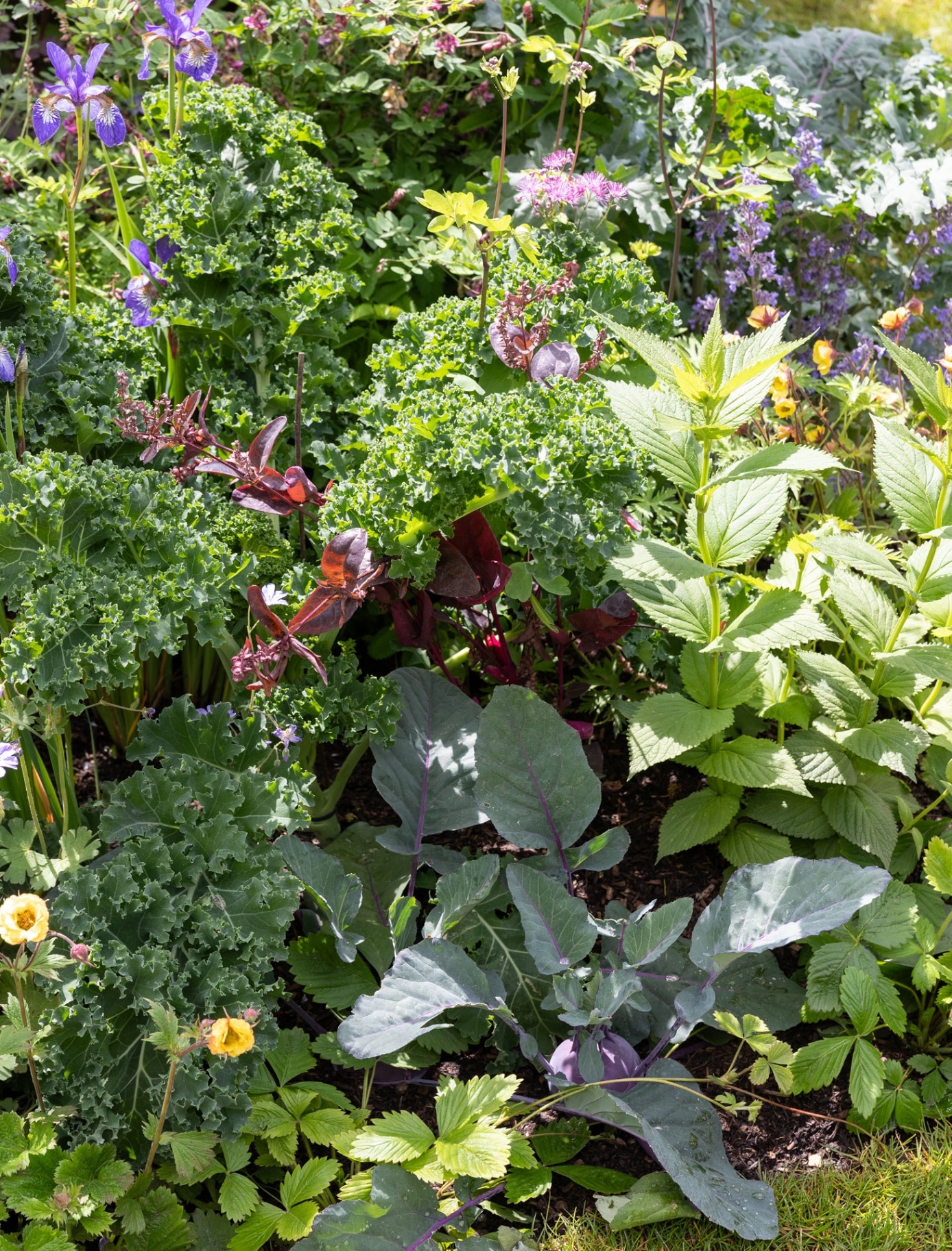 lots of tall plants and shrubs including purple flowers