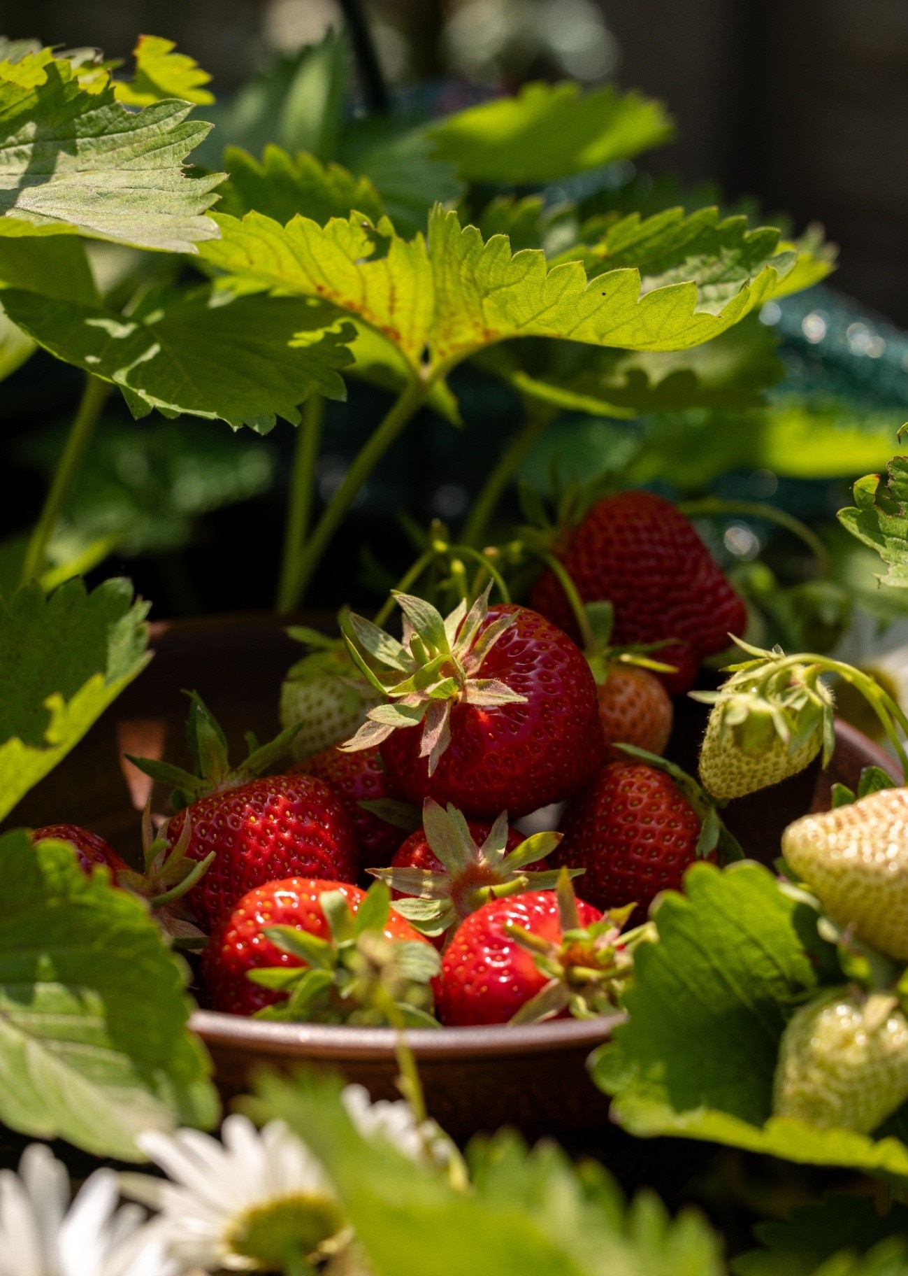 Freshly picked red strawberries filling a rustic bowl