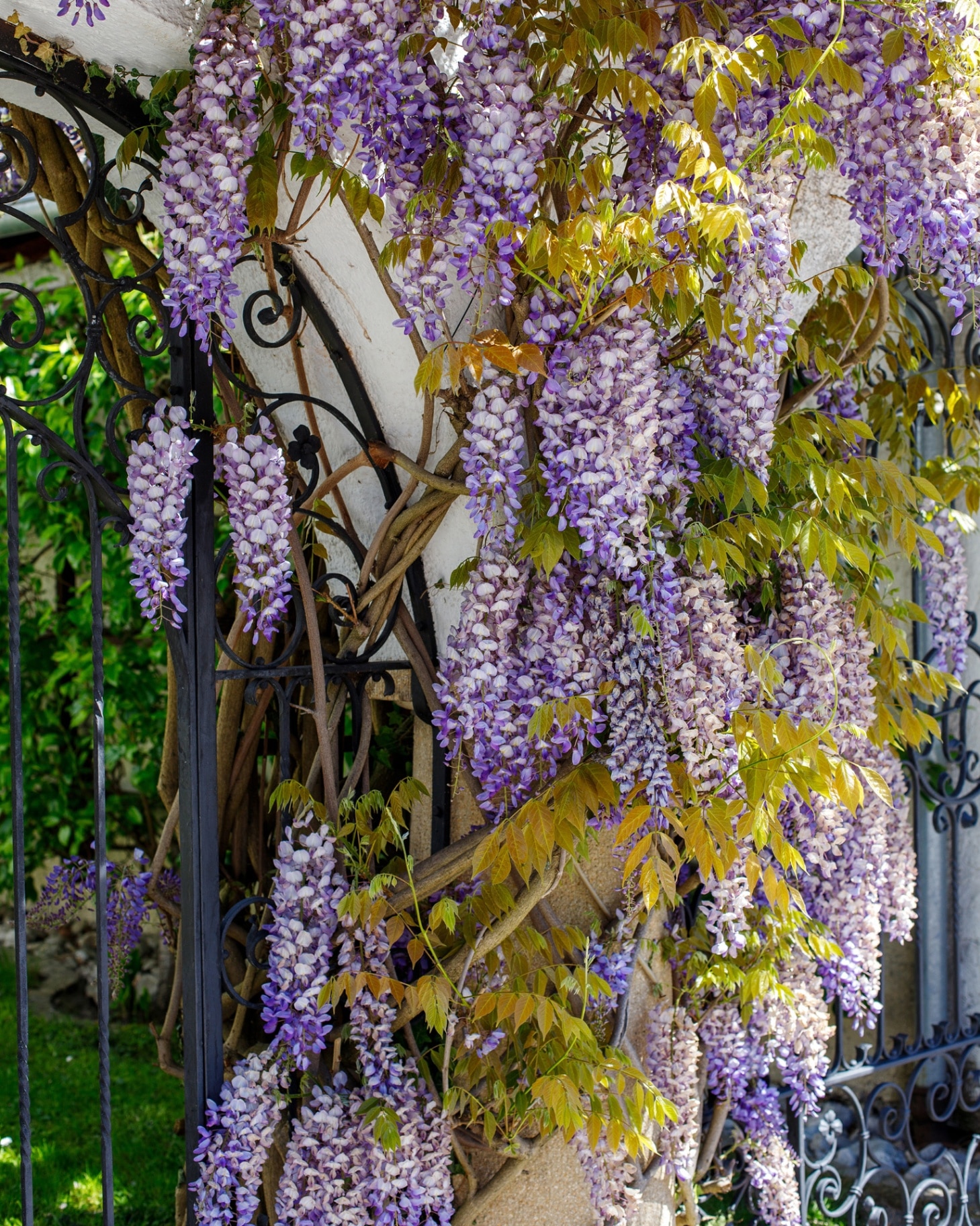 purple wisteria covering a white stone wall and a black iron gate