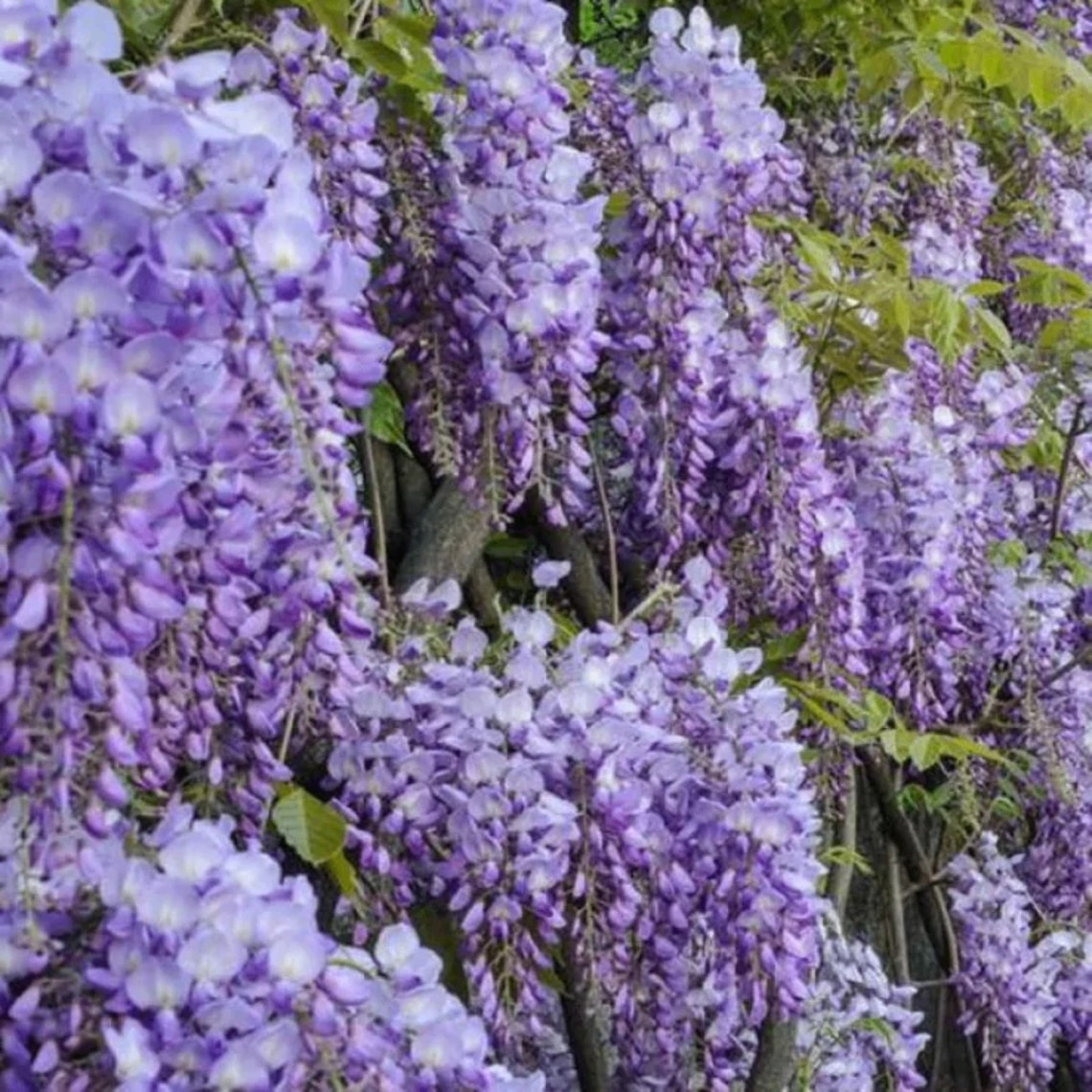purple wisteria plant