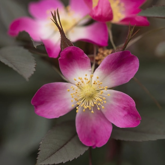 Rosa glauca wild rose 