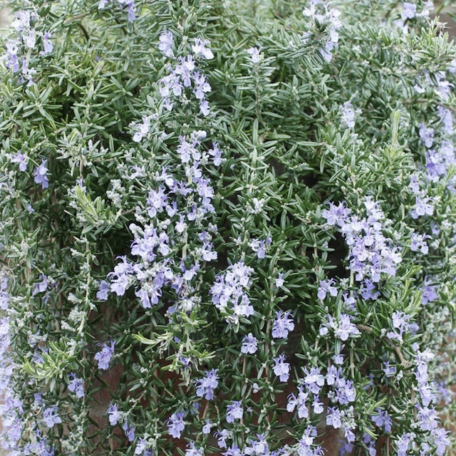 Tumbling rosemary over a pot.