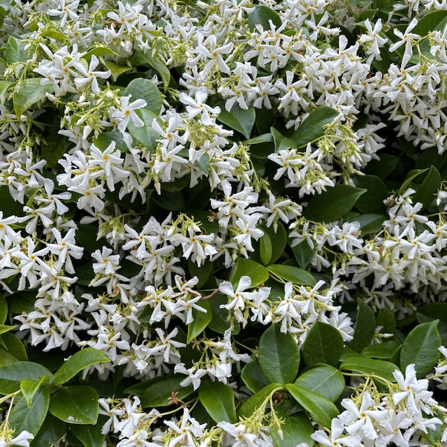 Trachelospermum jasminodies 