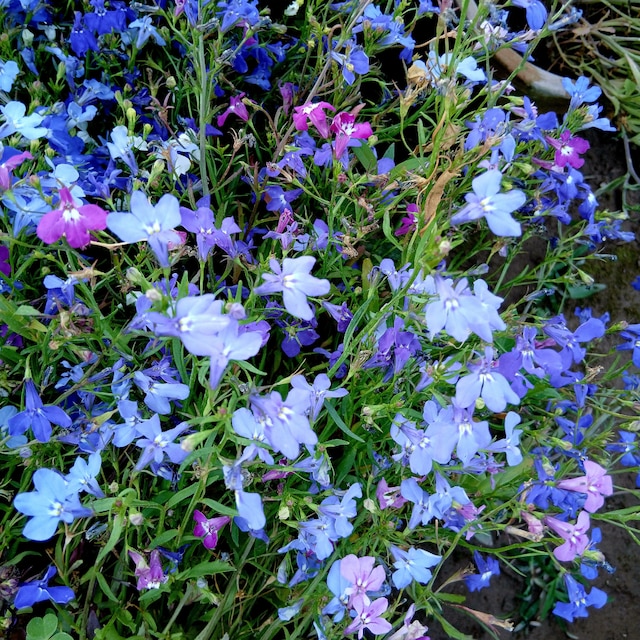 Lobelia