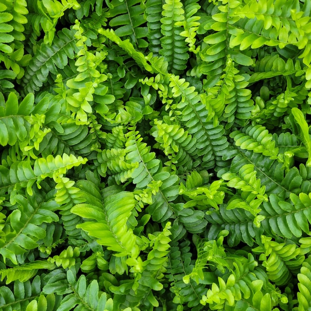 Boston Fern 