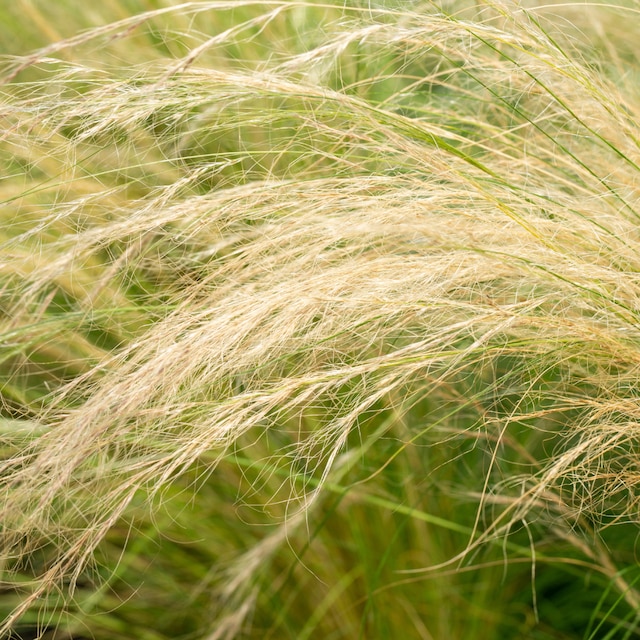 Beautiful Mexican feathergrass in July