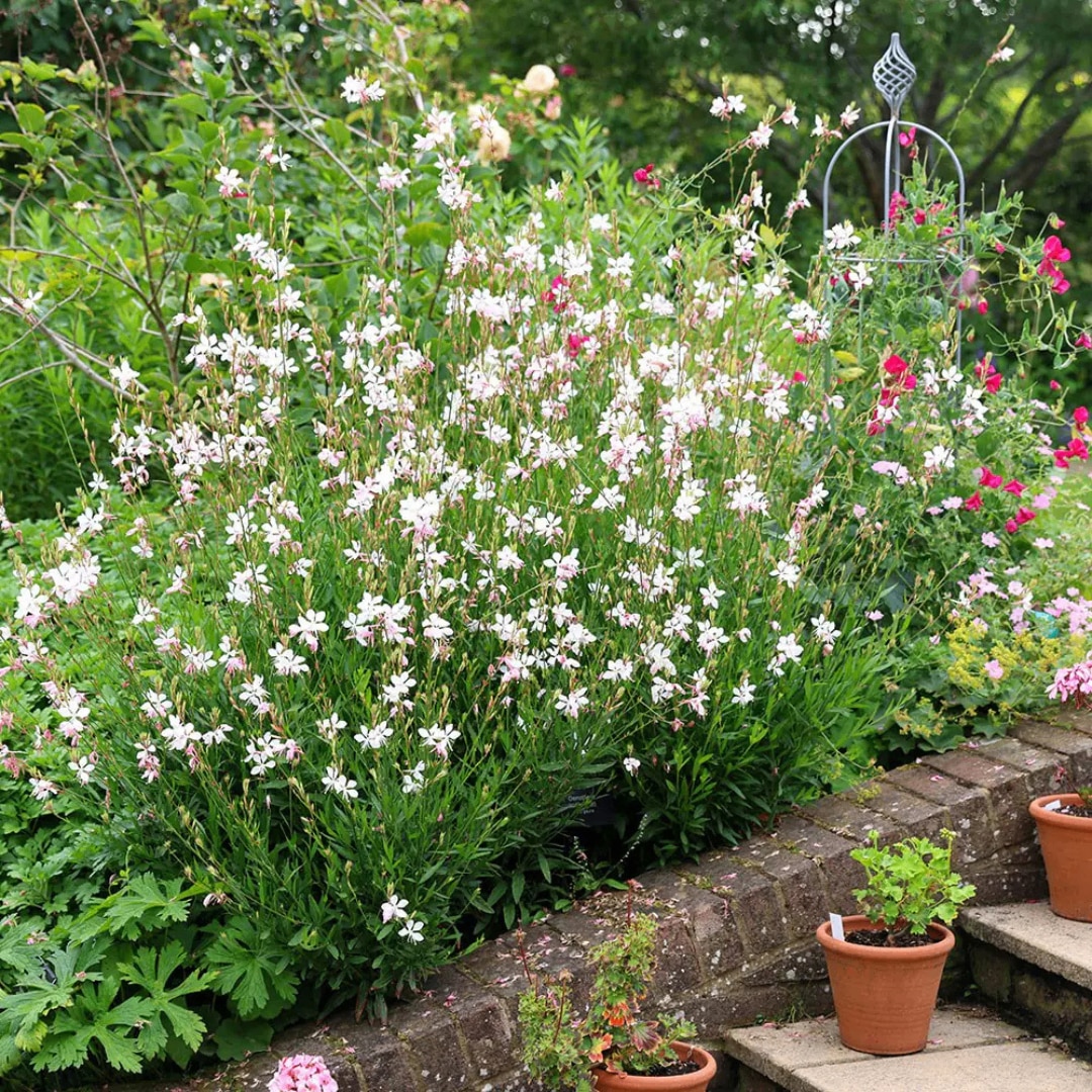 Oenothera lindheimeri