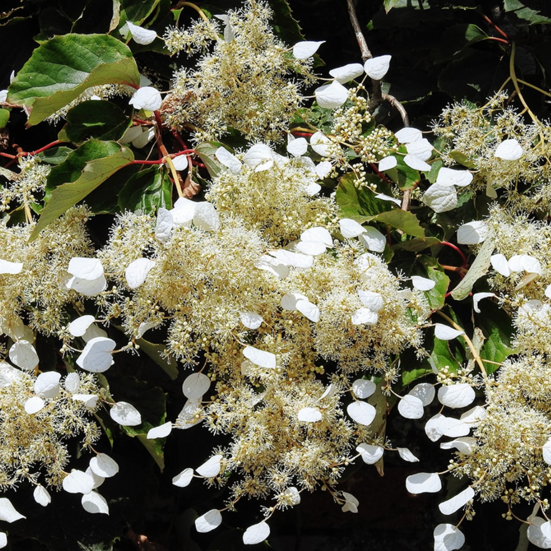 Schizophragma hydrangeoides ‘Moonlight’