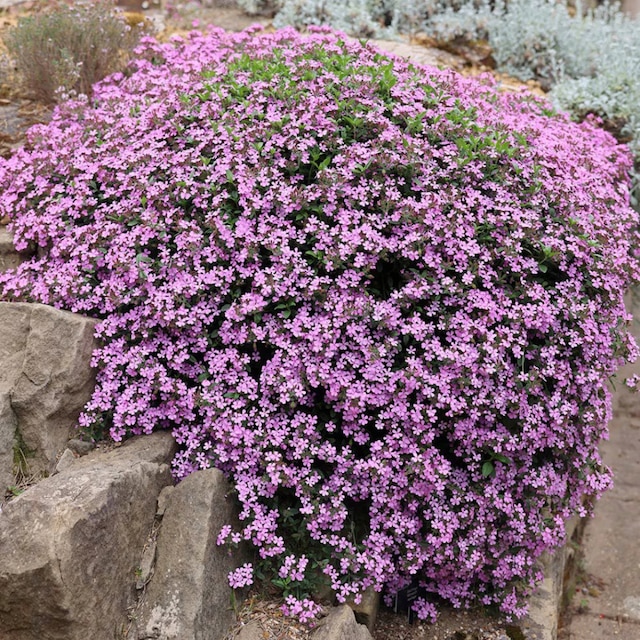 Saponaria ocymoides