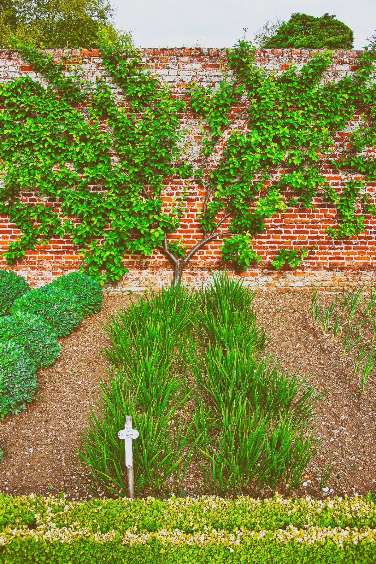 Audley, UK - May 13, 2011: Tree and bushes in Kitchen Garden of Audley End House in Essex in England. It is a medieval county house.