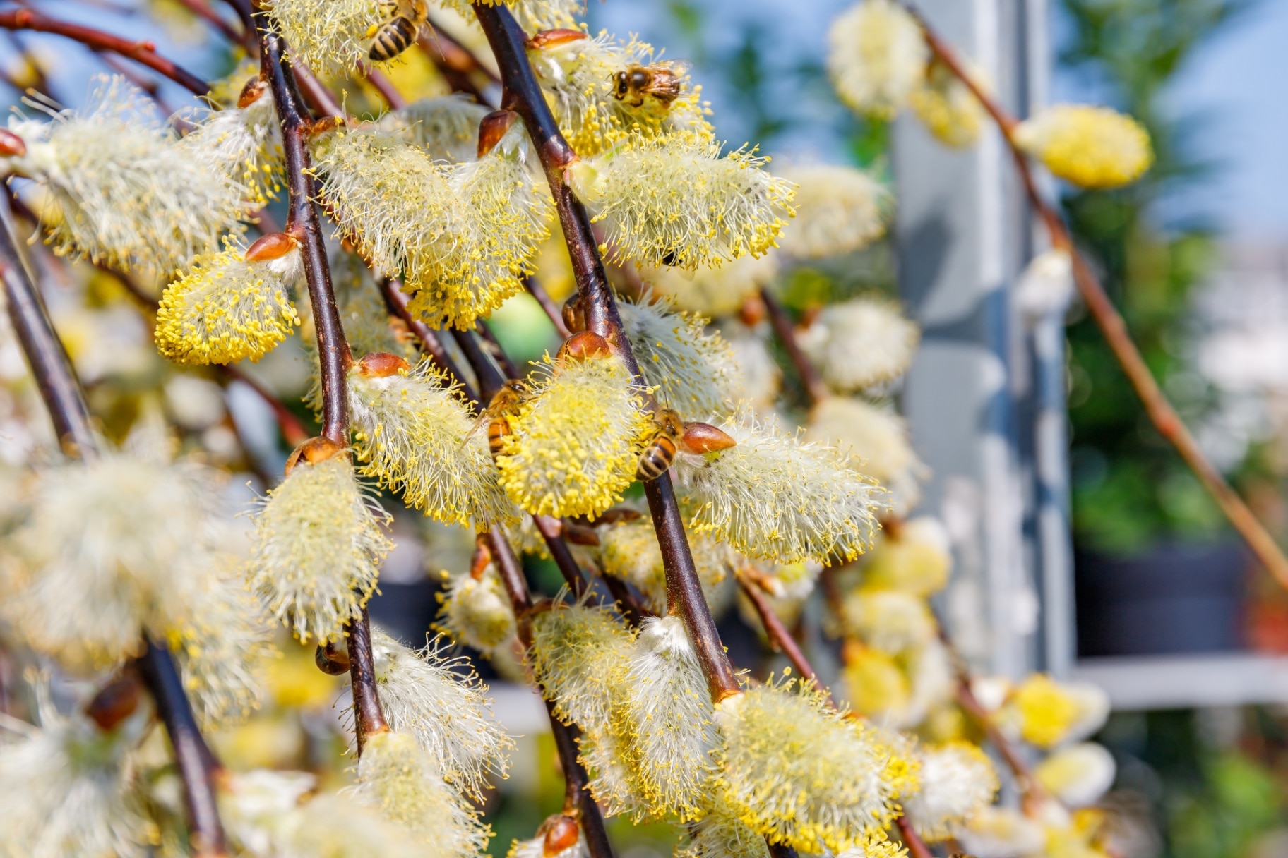 Salix caprea ‘Kilmarnock’