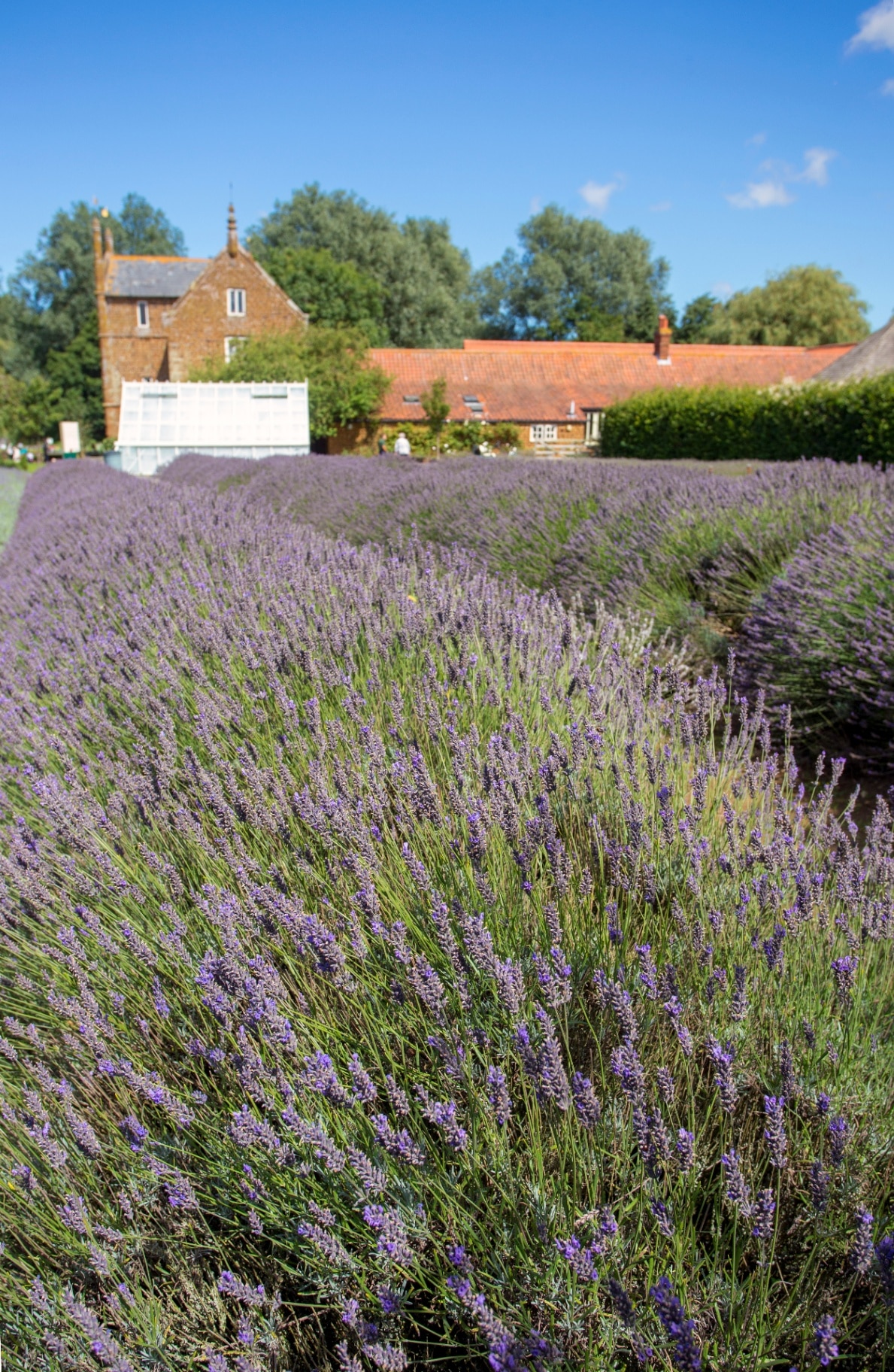 Norfolk Lavender, Norfolk