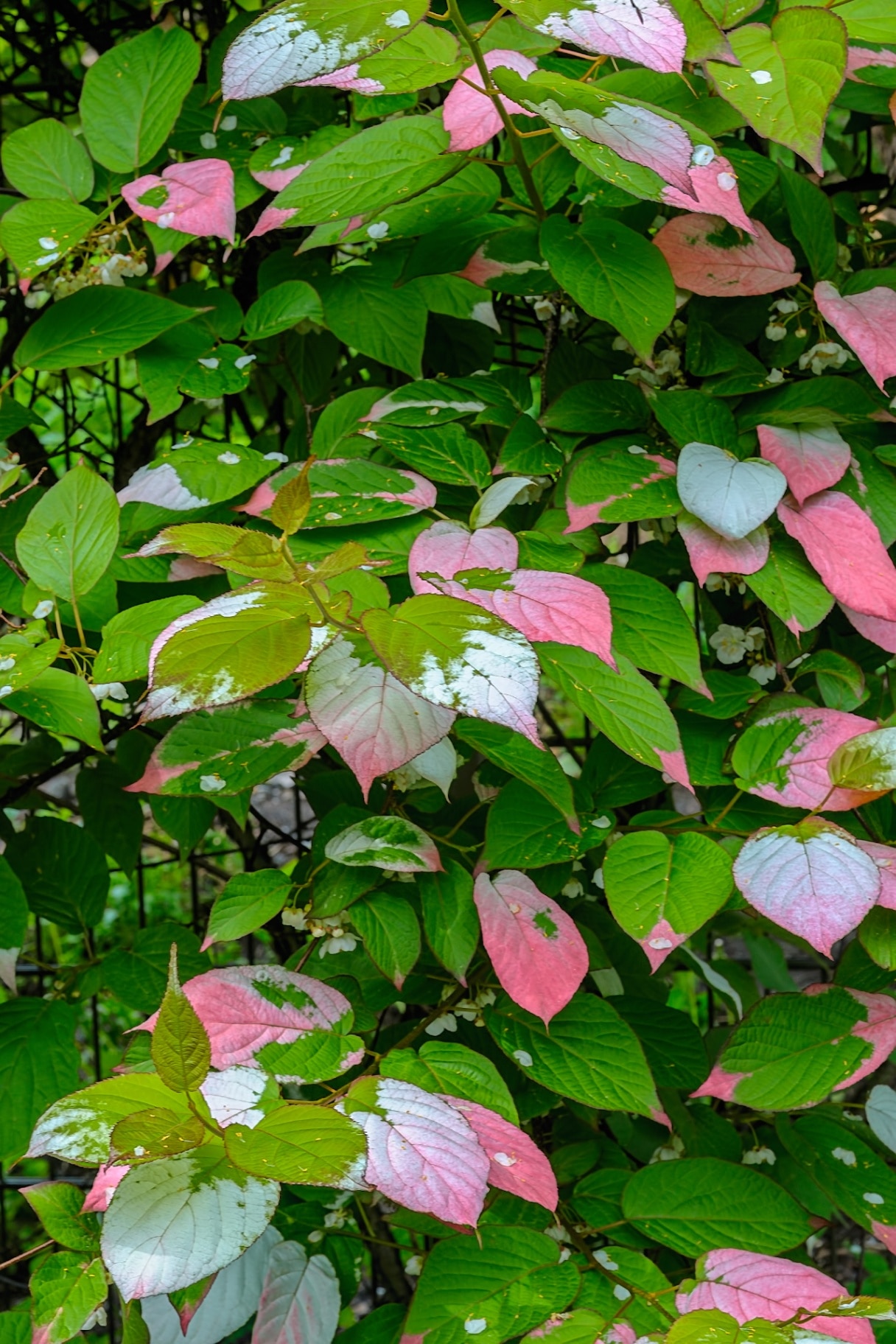 Long-lived, woody scrambling, pink and green creeper Actinidia (Actinidia kolomikta, Actinidiaceae), commonly known as variegated-leaf hardy kiwi, a species of deciduous woody vine.