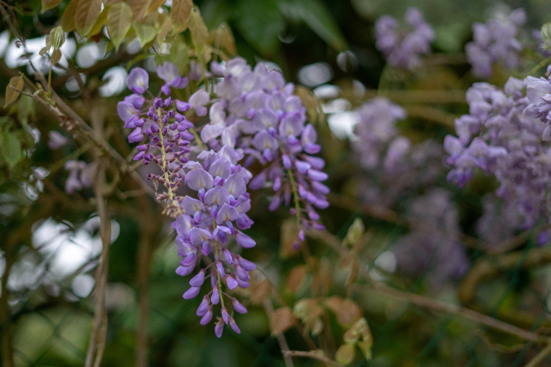 Wisteria floribunda 'Kokuryū'