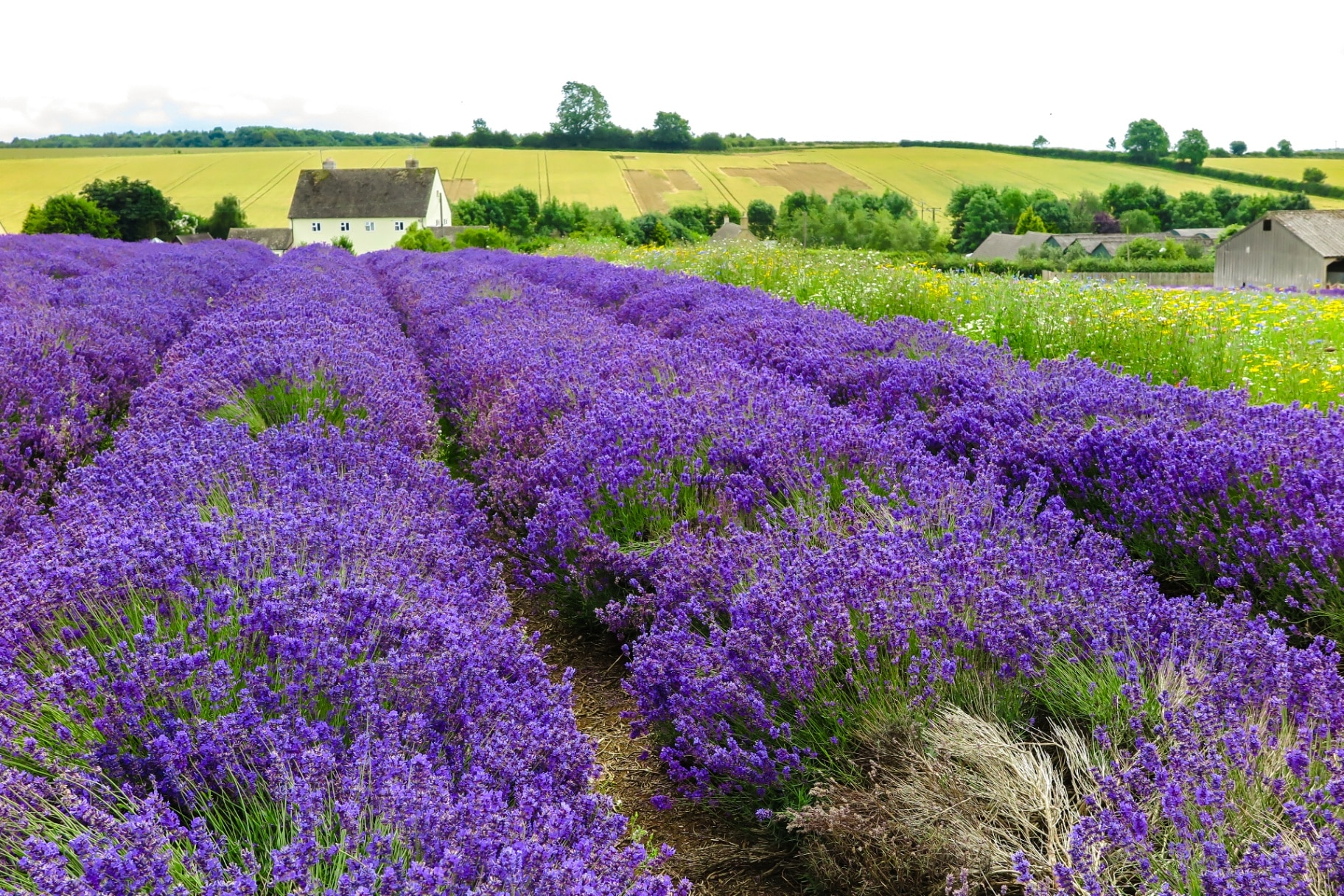 Cotswolds Lavender, Snowshill, Worcestershire