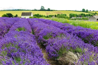 Cotswolds Lavender, Snowshill, Worcestershire