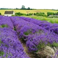Cotswolds Lavender, Snowshill, Worcestershire