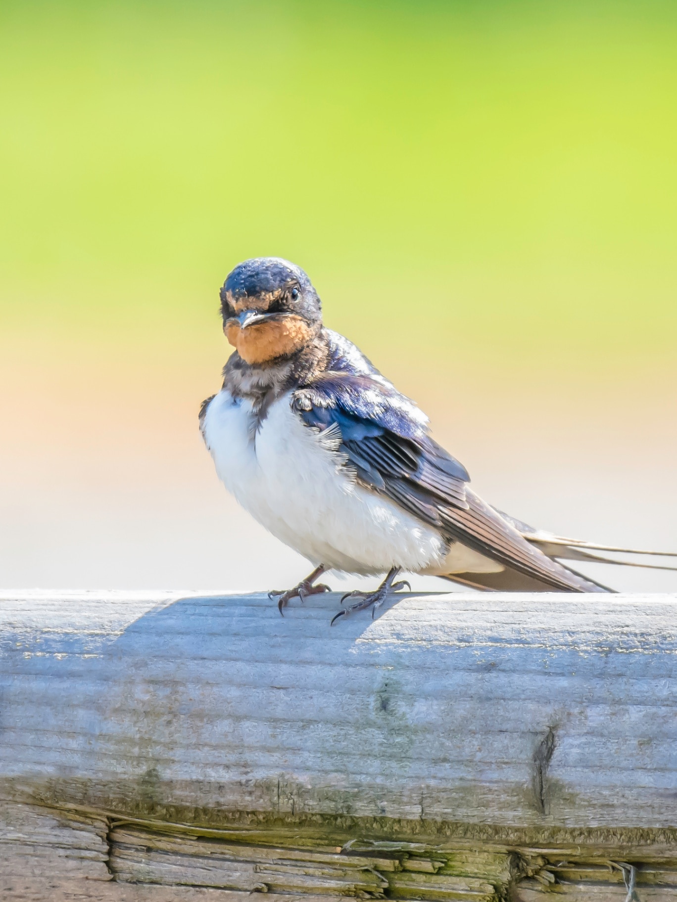 Bright and vibrant closeup portrait of barn swallow, (Hirundo rustica) perching on wooden gate.Migratory bird on british countryside in spring.Natural, blurred green background and copy space.Wildlife