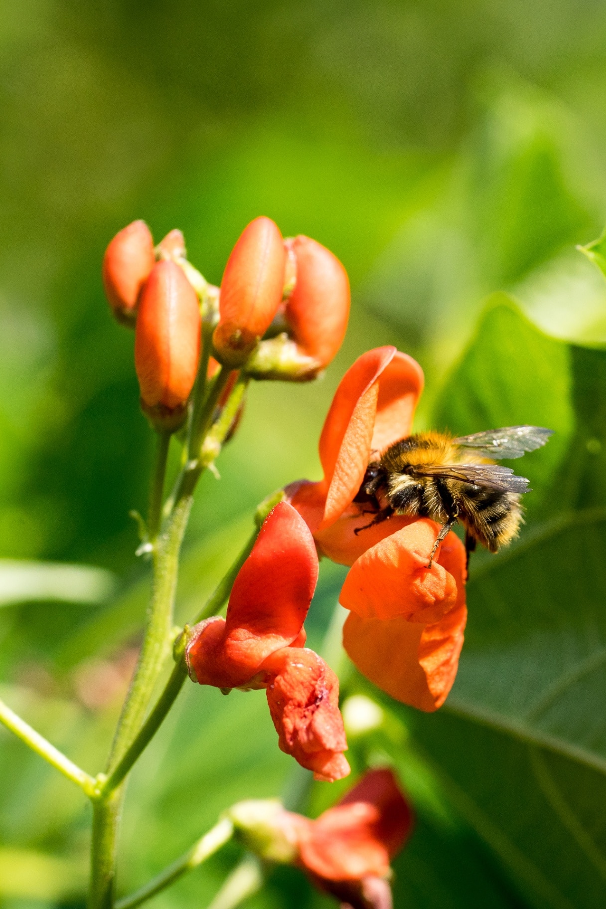 Closeup of a bumblebee (prob. Bombus pascuorum) at runner bean flower (Phaseolus coccineus) 