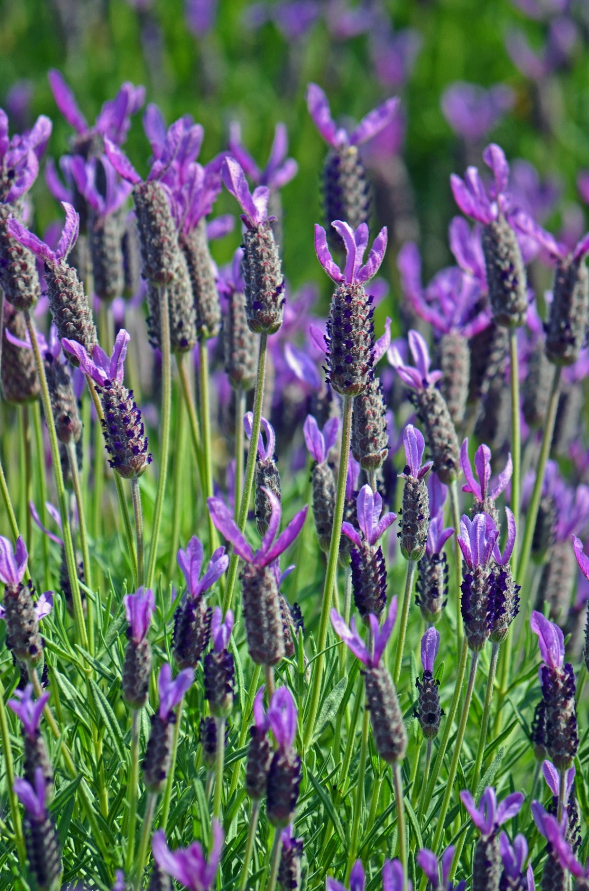 Purple lavender growing
