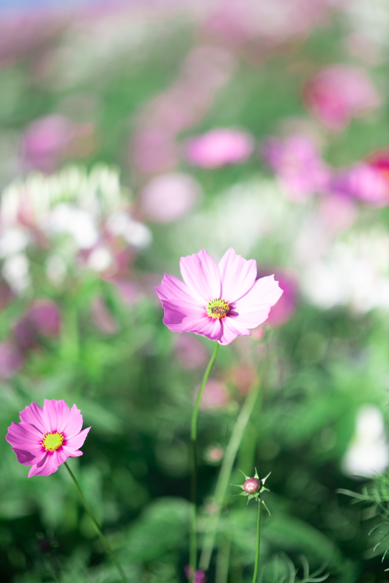 Cosmos bipinnatus ‘Sonata Pink’ 