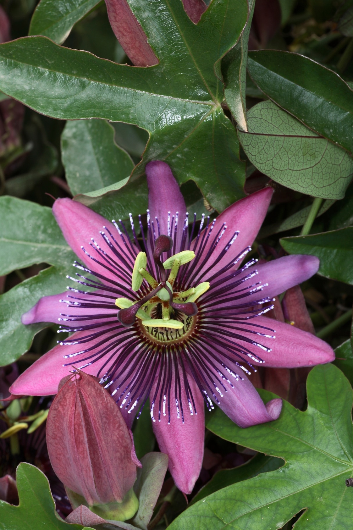Amethyst passion flower