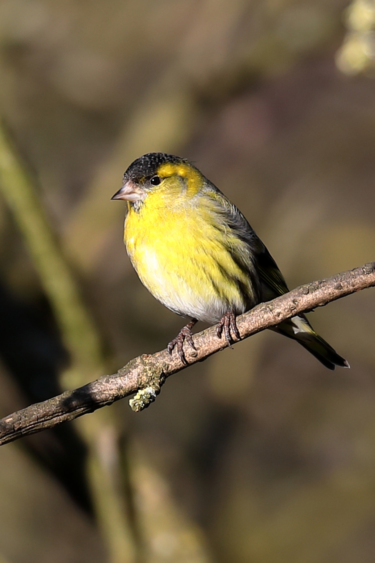 Beautiful Siskin (finch) Carduelis spinus, perched on a branch in the forest