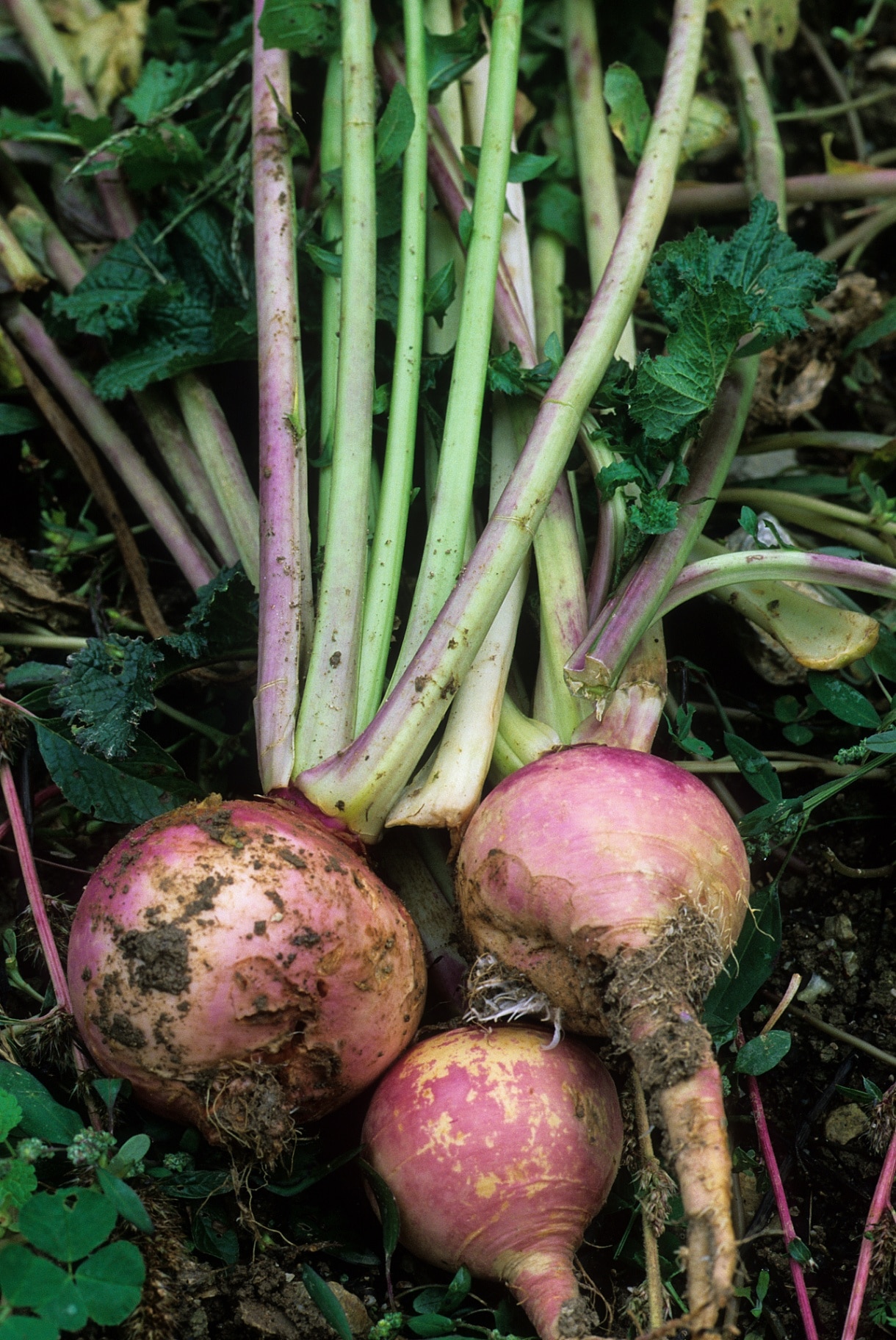 Turnip from kichen garden