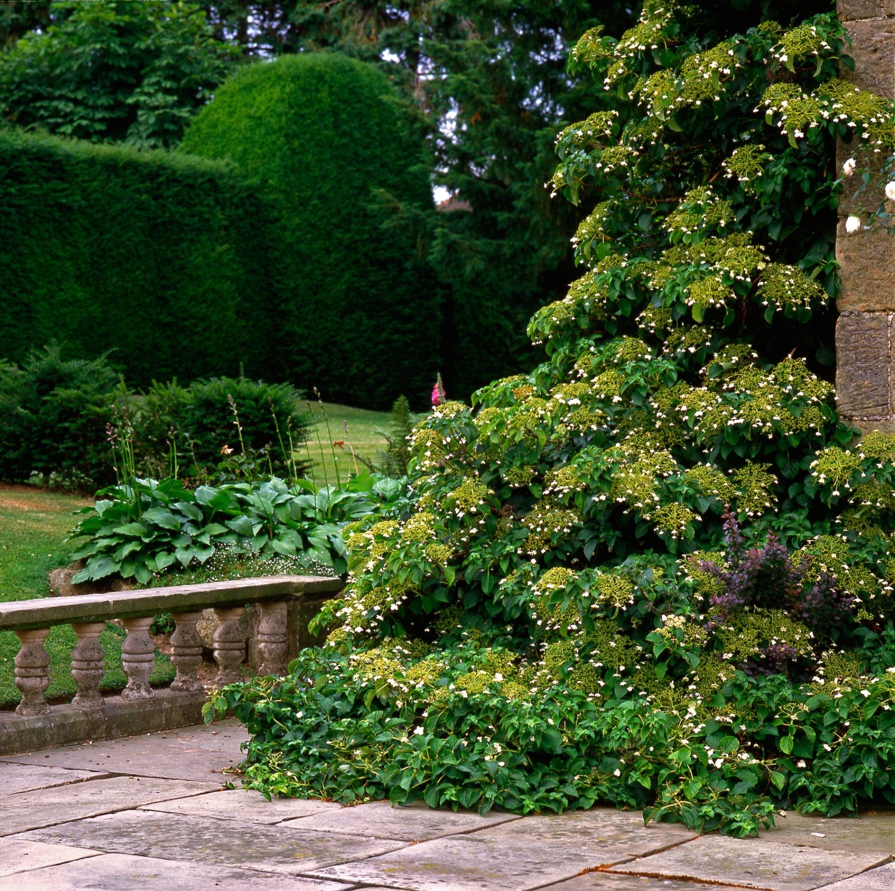 Climbing hydrangea on a wall