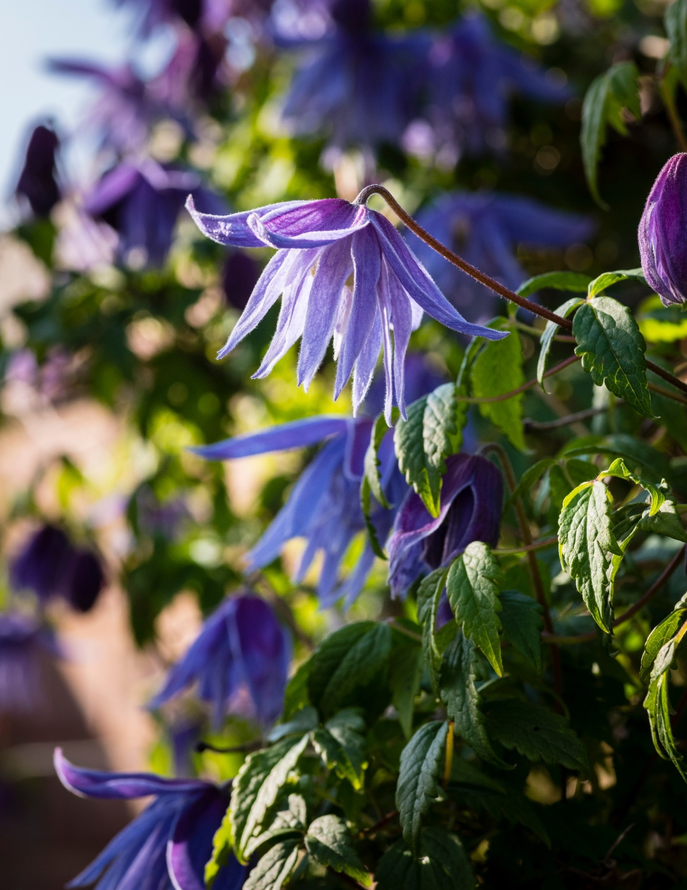 A spring flowering mauve clematis (Clematis macropetala) climbing plant