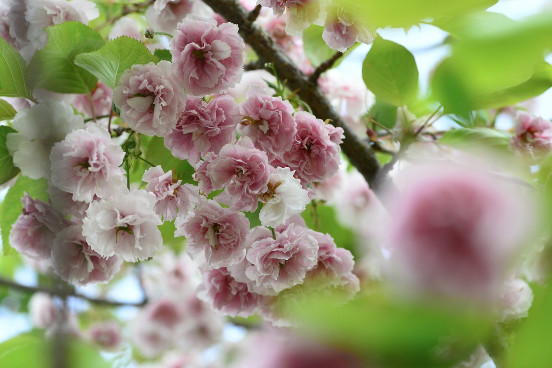 Flowering cherry tree up close (Prunus Shirofugen)