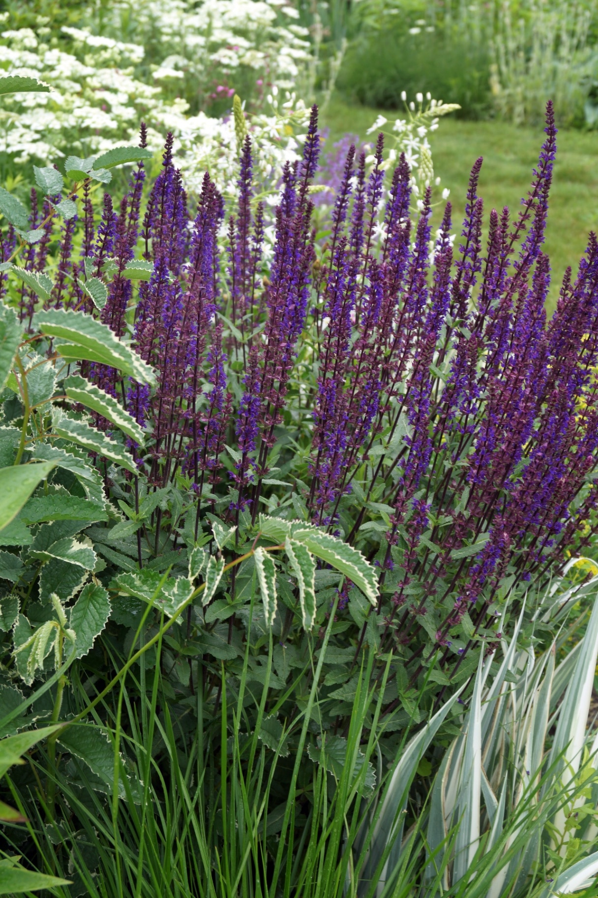 Salvia 'Cardonna' 