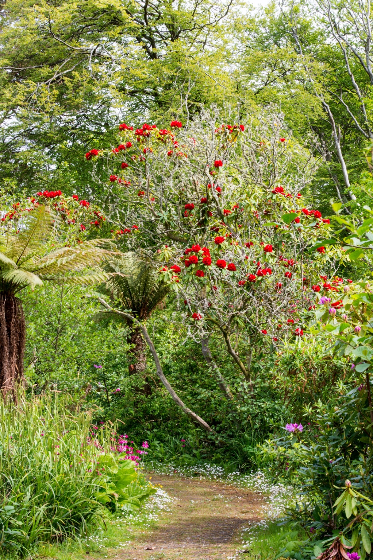 Rhodedendrons in Achamore Gardens, Isle of Gigha, Scotland