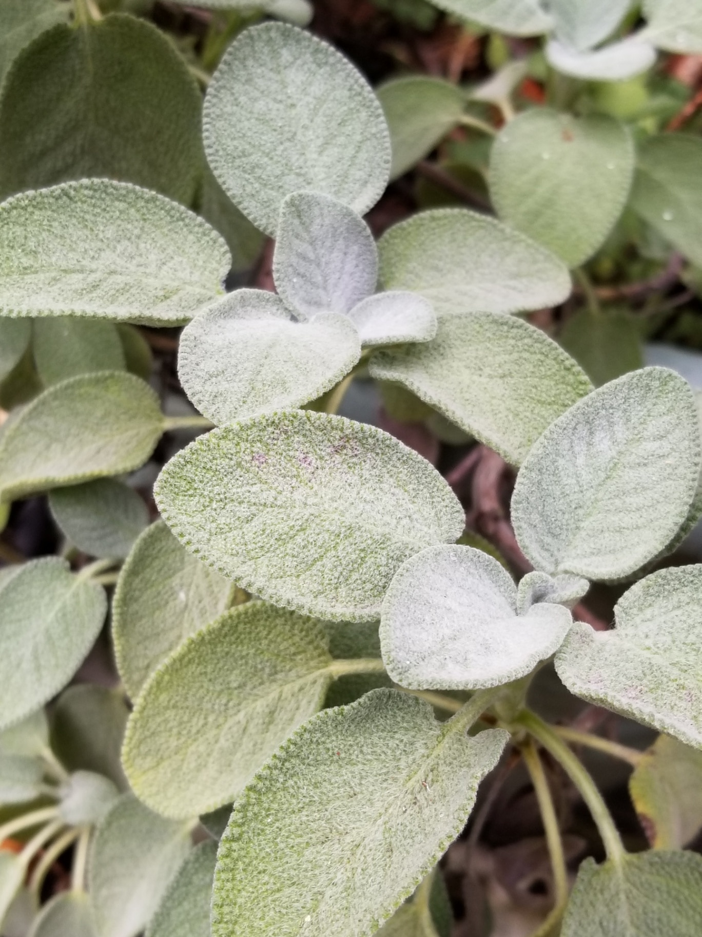 Sage leaves grouping in the garden