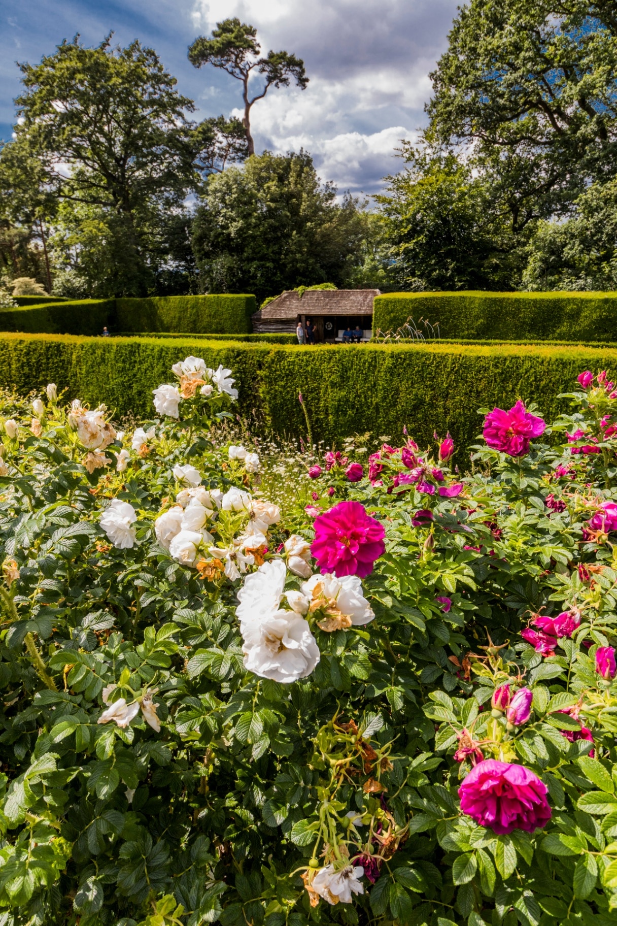 gardens at kiftgate court in the cotswolds england uk